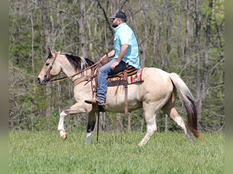 American Quarter Horse Castrone 16 Anni 147 cm Tobiano-tutti i colori in Sanora Ky