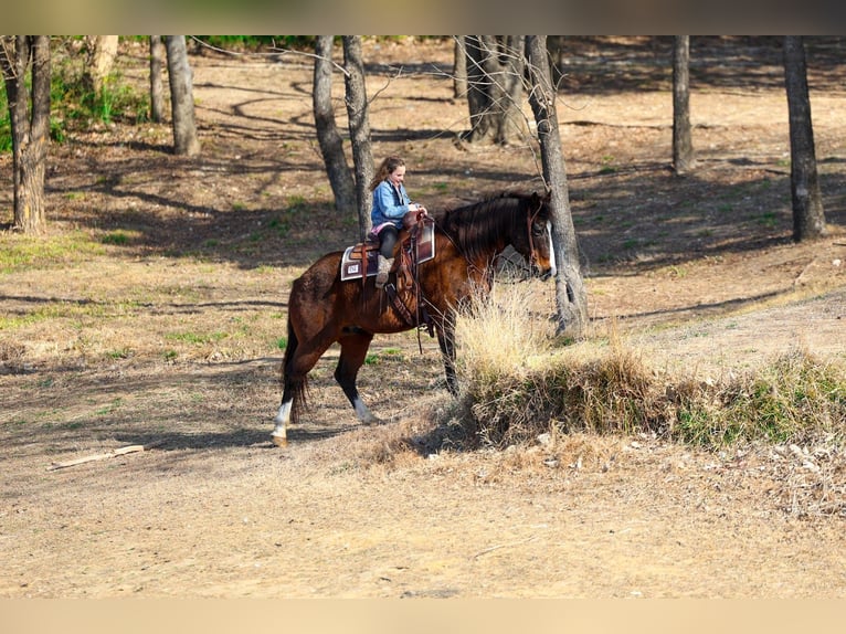 American Quarter Horse Castrone 16 Anni 150 cm Baio ciliegia in Forney