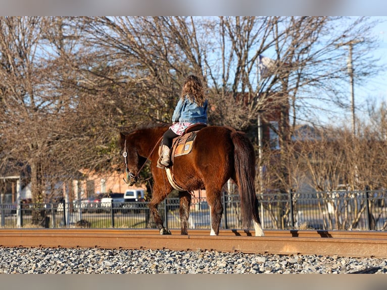 American Quarter Horse Castrone 16 Anni 150 cm Baio ciliegia in Forney