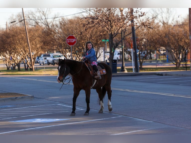 American Quarter Horse Castrone 16 Anni 150 cm Baio ciliegia in Forney