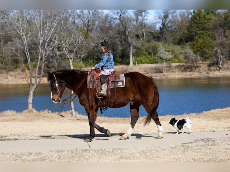 American Quarter Horse Castrone 16 Anni 150 cm Baio ciliegia in Forney