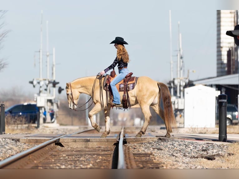 American Quarter Horse Castrone 16 Anni 150 cm Champagne in Weatherford TX