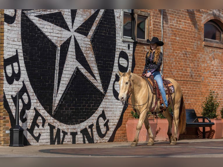 American Quarter Horse Castrone 16 Anni 150 cm Champagne in Weatherford TX