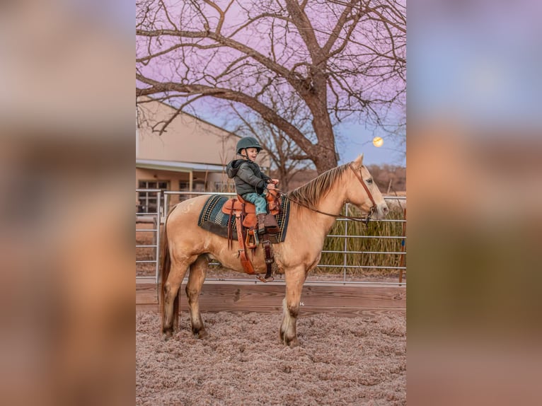 American Quarter Horse Castrone 16 Anni 150 cm Champagne in Weatherford TX