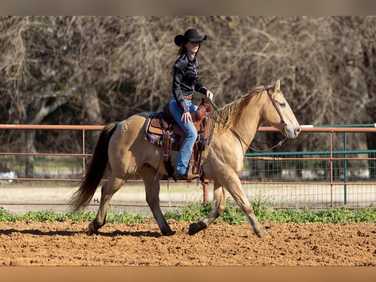 American Quarter Horse Castrone 16 Anni 150 cm Champagne in Weatherford TX