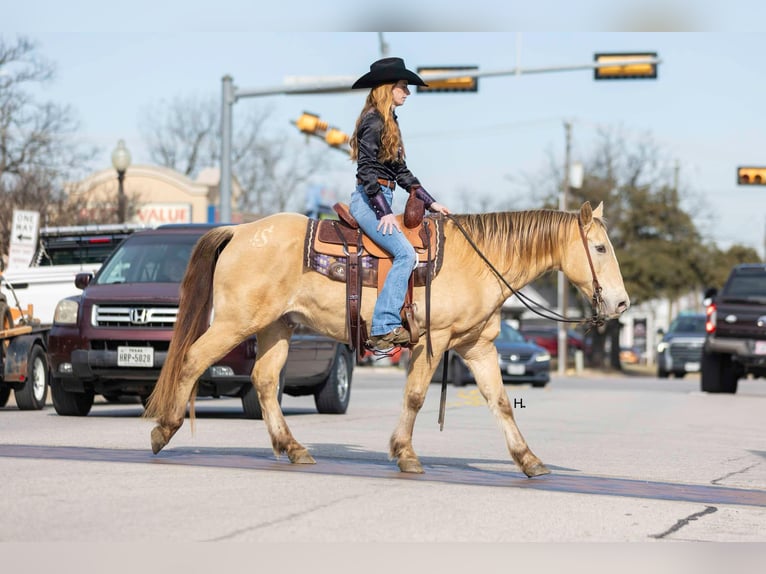 American Quarter Horse Castrone 16 Anni 150 cm Champagne in Weatherford TX