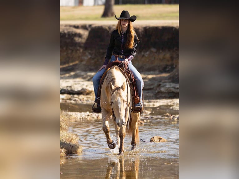 American Quarter Horse Castrone 16 Anni 150 cm Champagne in Weatherford TX