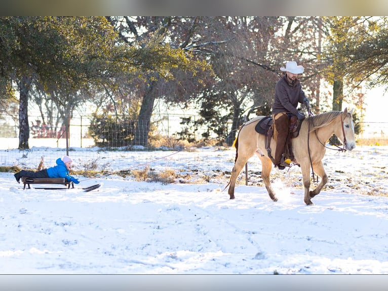 American Quarter Horse Castrone 16 Anni 150 cm Champagne in Weatherford TX