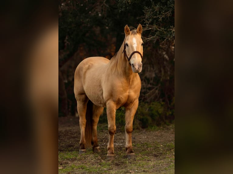 American Quarter Horse Castrone 16 Anni 150 cm Champagne in Weatherford TX