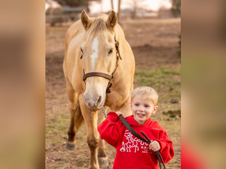 American Quarter Horse Castrone 16 Anni 150 cm Champagne in Weatherford TX