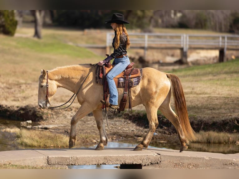 American Quarter Horse Castrone 16 Anni 150 cm Champagne in Weatherford TX