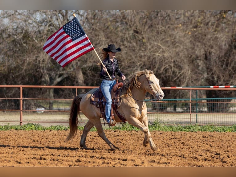 American Quarter Horse Castrone 16 Anni 150 cm Champagne in Weatherford TX