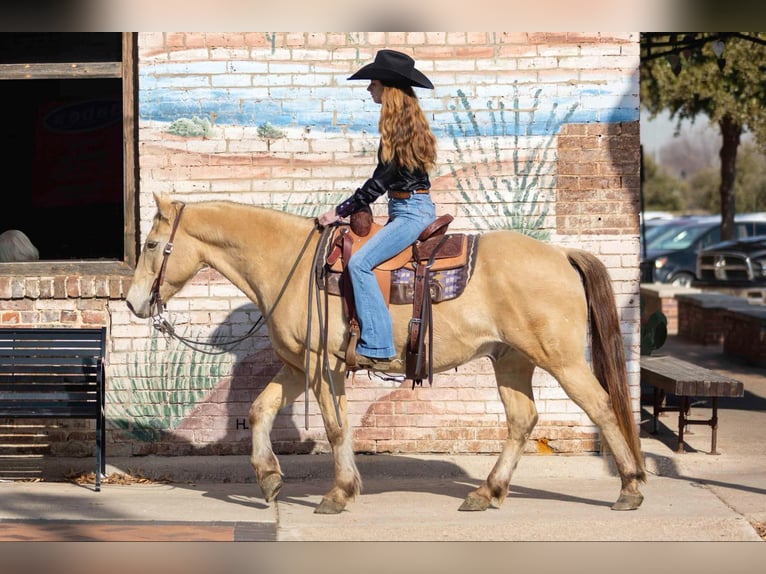 American Quarter Horse Castrone 16 Anni 150 cm Champagne in Weatherford TX