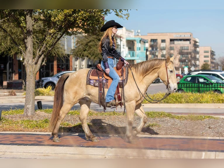 American Quarter Horse Castrone 16 Anni 150 cm Champagne in Weatherford TX