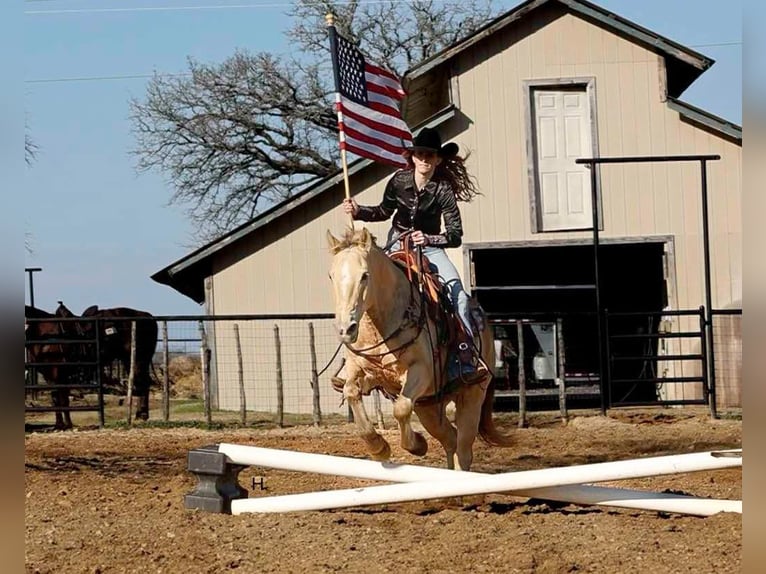 American Quarter Horse Castrone 16 Anni 150 cm Champagne in Weatherford TX