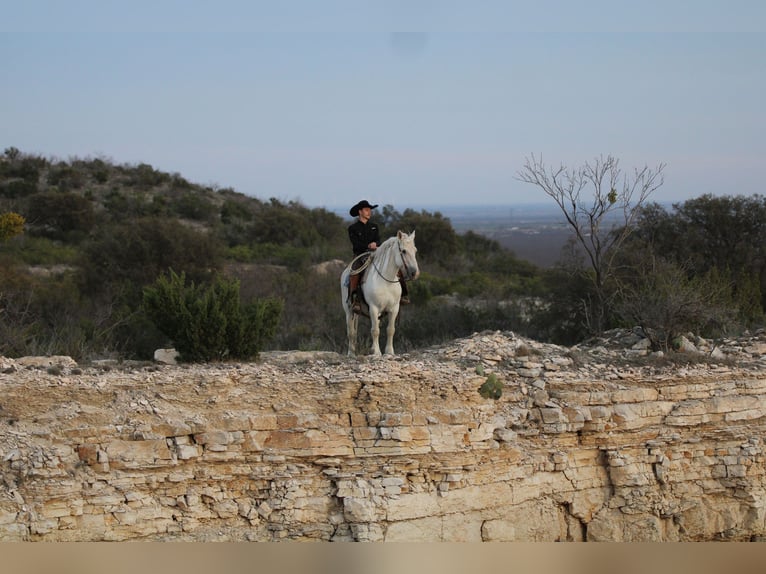 American Quarter Horse Castrone 16 Anni 150 cm Grigio in Stephenville TX