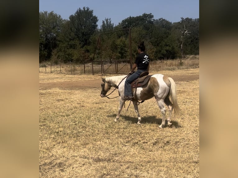 American Quarter Horse Castrone 16 Anni 150 cm Palomino in Weatherford TX