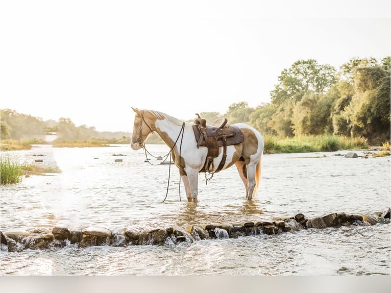 American Quarter Horse Castrone 16 Anni 150 cm Palomino in Weatherford TX