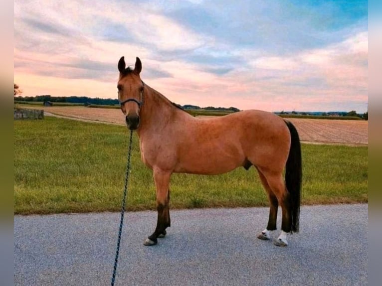 American Quarter Horse Castrone 16 Anni 150 cm Pelle di daino in Freilassing