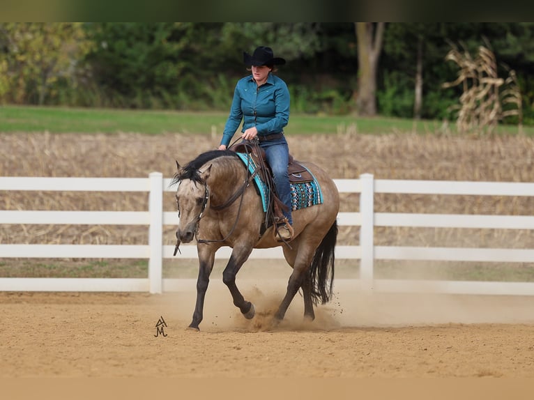 American Quarter Horse Castrone 16 Anni 150 cm Pelle di daino in Cottage Grove, MN