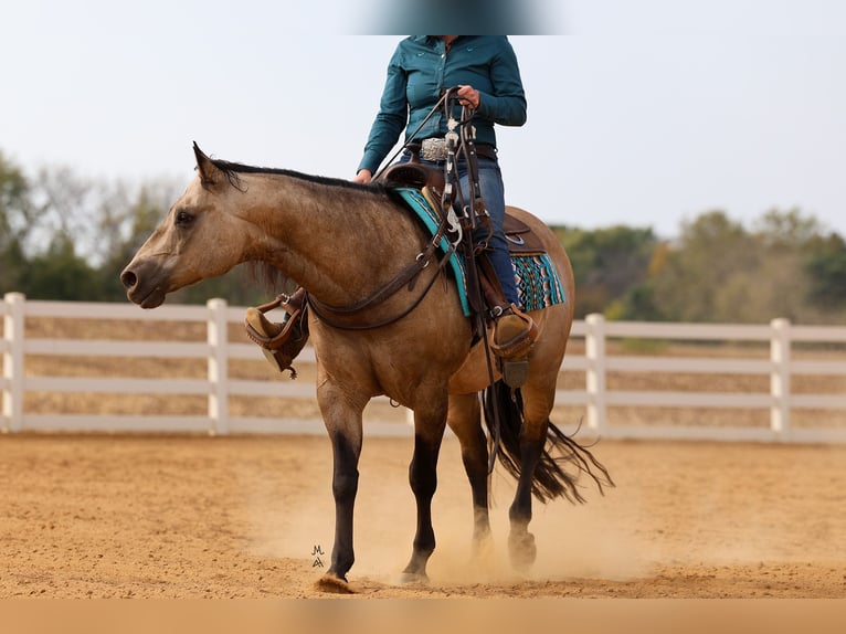 American Quarter Horse Castrone 16 Anni 150 cm Pelle di daino in Cottage Grove, MN