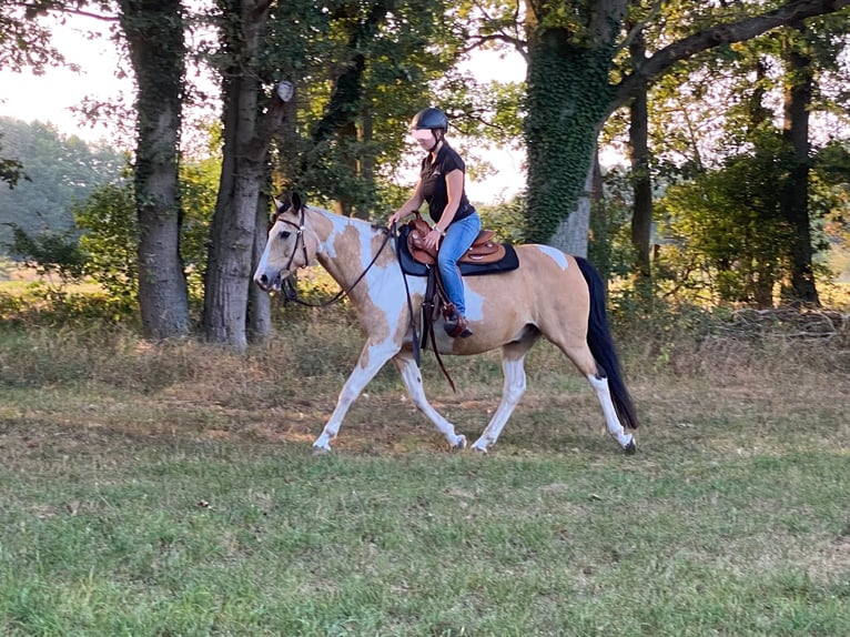 American Quarter Horse Mix Castrone 16 Anni 150 cm Pezzato in Putlitz