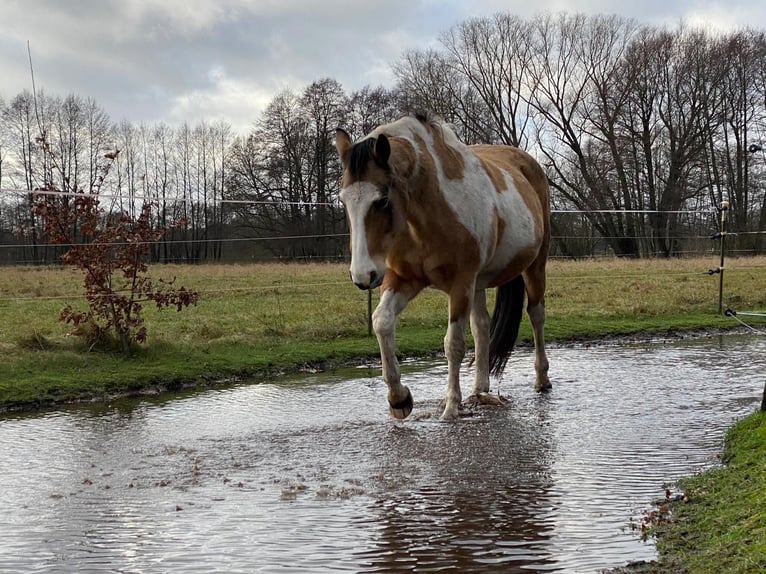 American Quarter Horse Mix Castrone 16 Anni 150 cm Pezzato in Putlitz