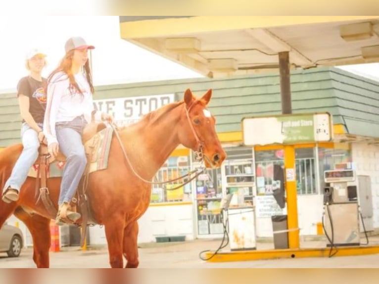 American Quarter Horse Castrone 16 Anni 150 cm Sauro ciliegia in Shelbyville KY