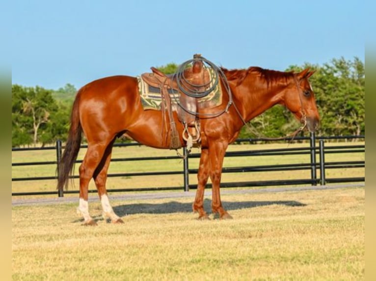 American Quarter Horse Castrone 16 Anni 150 cm Sauro ciliegia in Shelbyville KY