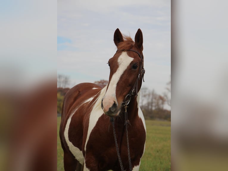 American Quarter Horse Castrone 16 Anni 150 cm Sauro ciliegia in Highland MI