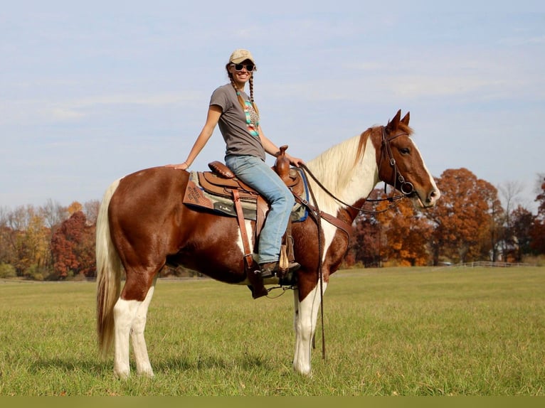 American Quarter Horse Castrone 16 Anni 150 cm Sauro ciliegia in Highland MI