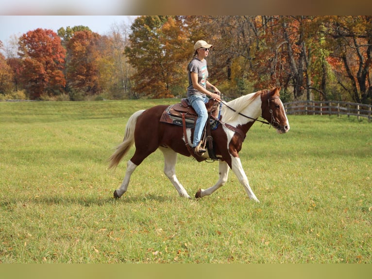 American Quarter Horse Castrone 16 Anni 150 cm Sauro ciliegia in Highland MI