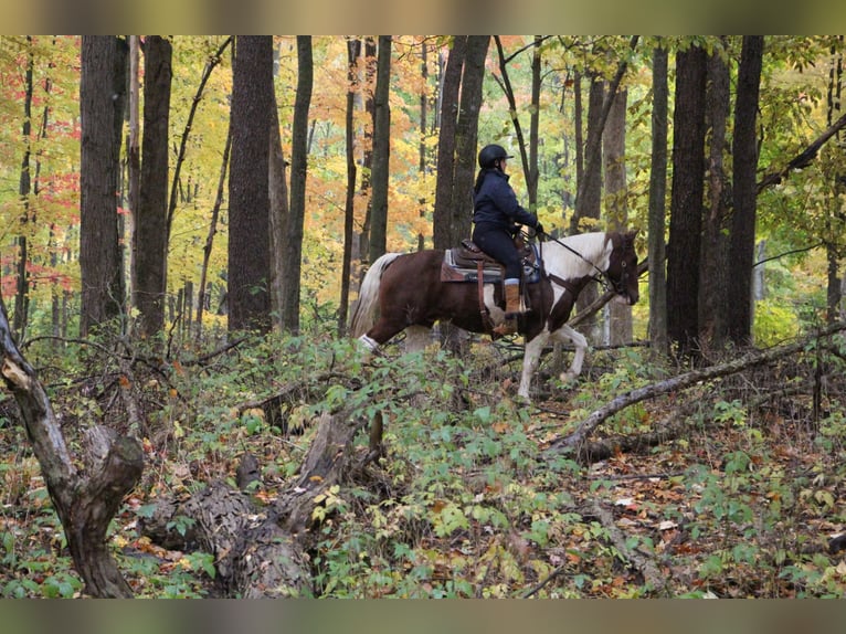 American Quarter Horse Castrone 16 Anni 150 cm Sauro ciliegia in Highland MI