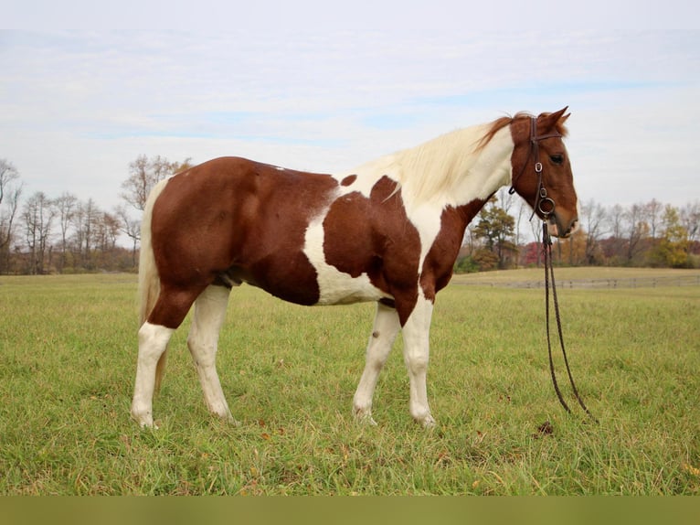 American Quarter Horse Castrone 16 Anni 150 cm Sauro ciliegia in Highland MI