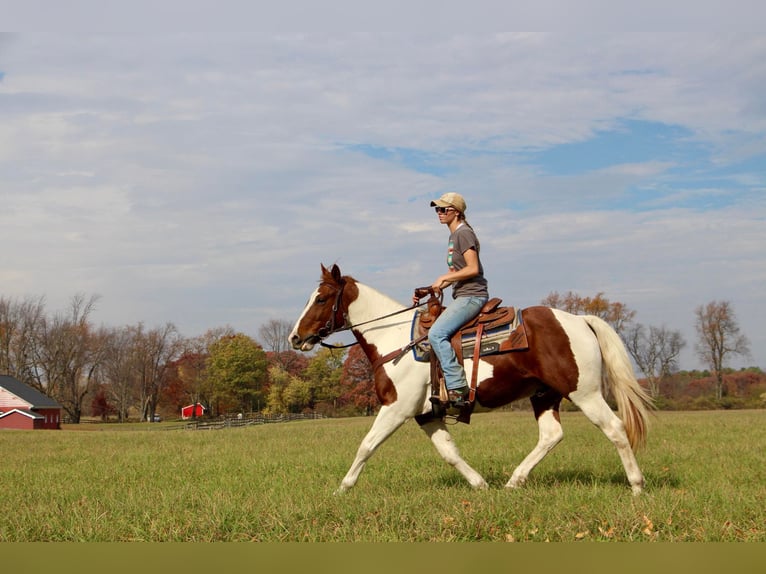 American Quarter Horse Castrone 16 Anni 150 cm Sauro ciliegia in Highland MI