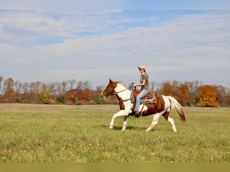 American Quarter Horse Castrone 16 Anni 150 cm Sauro ciliegia in Highland MI