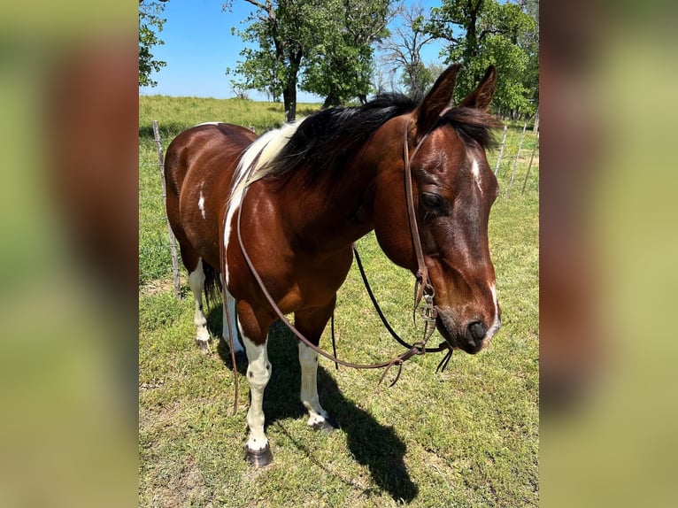 American Quarter Horse Castrone 16 Anni 150 cm Tobiano-tutti i colori in Weatherford TX