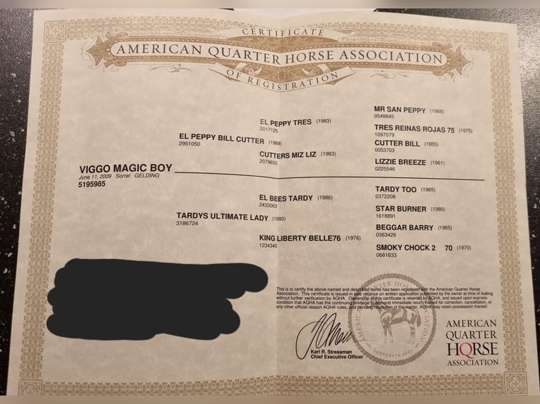 American Quarter Horse Castrone 16 Anni 151 cm Sauro in Kirchbichl