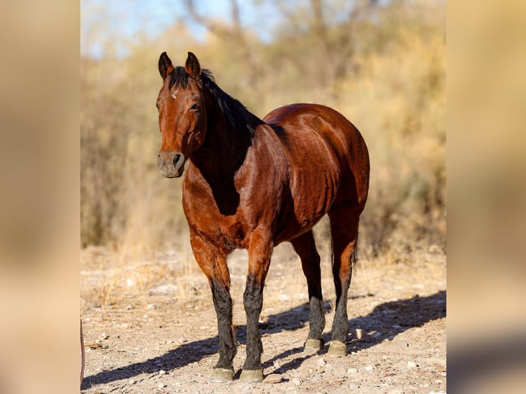 American Quarter Horse Castrone 16 Anni 152 cm Baio ciliegia in Camp Verde Az