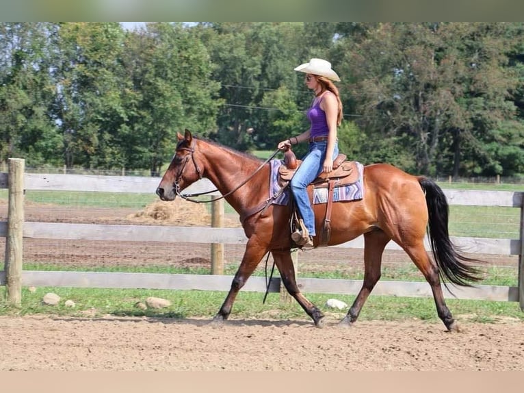 American Quarter Horse Castrone 16 Anni 152 cm Baio ciliegia in Howell