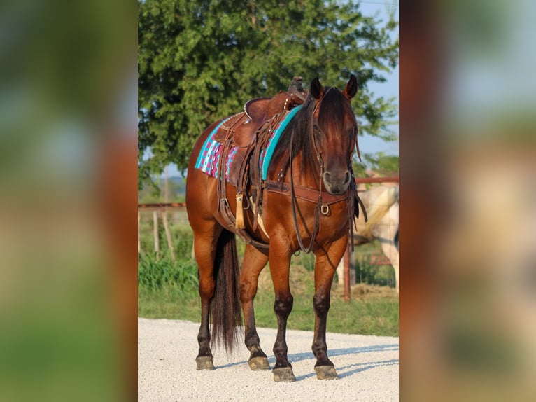American Quarter Horse Castrone 16 Anni 152 cm Baio ciliegia in Stephenville TX