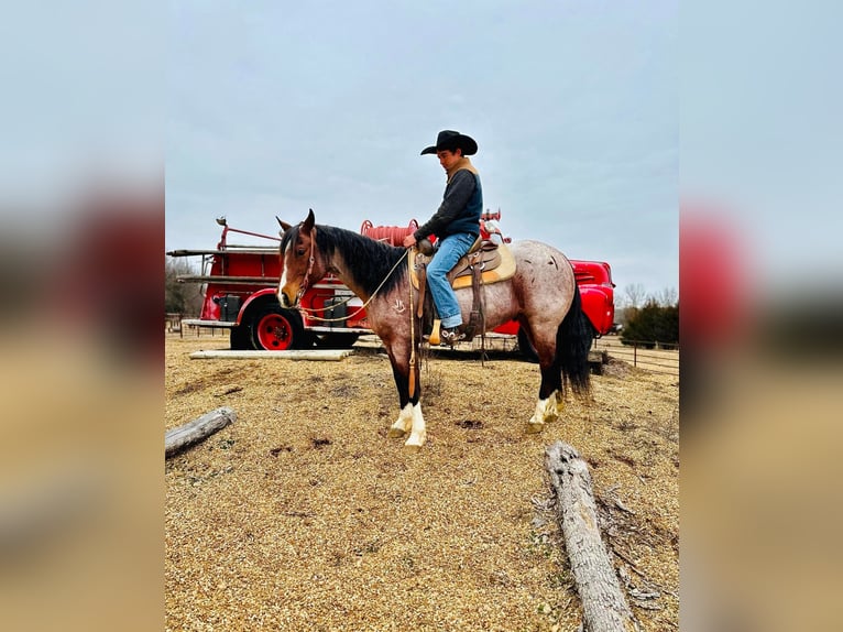 American Quarter Horse Castrone 16 Anni 152 cm Baio roano in Sweet Springs MO