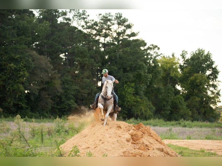 American Quarter Horse Castrone 16 Anni 152 cm Bianco in Fayetteville NC