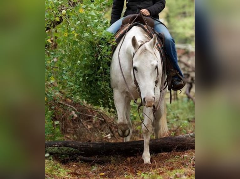 American Quarter Horse Castrone 16 Anni 152 cm Grigio in Coldspring, TX