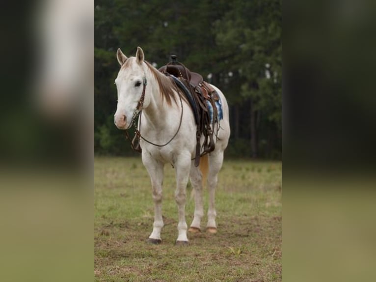 American Quarter Horse Castrone 16 Anni 152 cm Grigio in Coldspring, TX