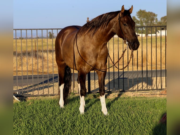 American Quarter Horse Castrone 16 Anni 152 cm Grullo in Pleasant Grove CA