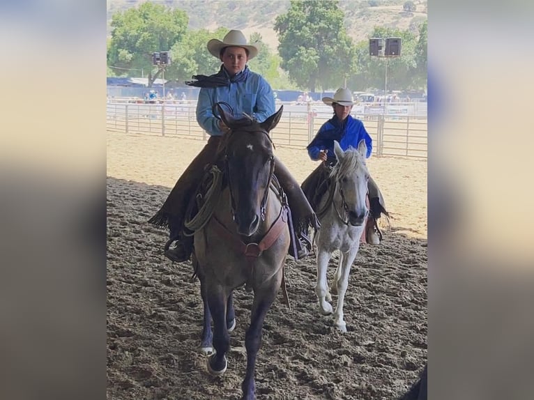 American Quarter Horse Castrone 16 Anni 152 cm Grullo in Tres Pinos