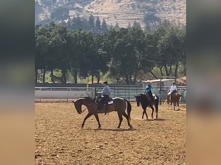 American Quarter Horse Castrone 16 Anni 152 cm Grullo in Tres Pinos