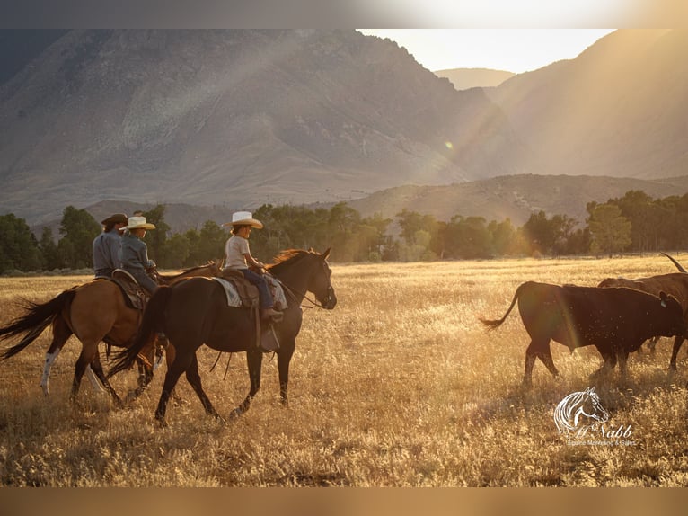 American Quarter Horse Castrone 16 Anni 152 cm Morello in Cody