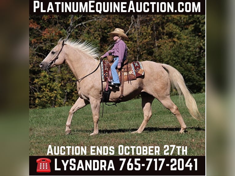 American Quarter Horse Castrone 16 Anni 152 cm Palomino in Brodhead